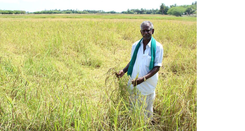 Ganesan Manikka Gounder, another farmer in the same village, lost his paddy complerely this year. However, he had sowed another traditional, drought-resistant variety called Mapillai Samba with great success. This rice, also known as ‘Bridegroom’s rice’, lost its importance after the Green Revolution. In the past, men were asked to lift a heavy stone (called illavata kal locally) if they wanted to win a girl’s hand in marriage. The were fed Mappillai samba rice for six months in order to be able to lift the heavy stone.